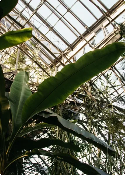 Green plants under the glass roof of a greenhouse